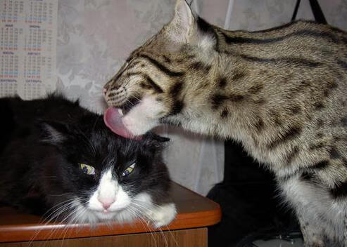 逆袭时刻:比赛中令人难忘的翻盘奇迹,逆袭实例