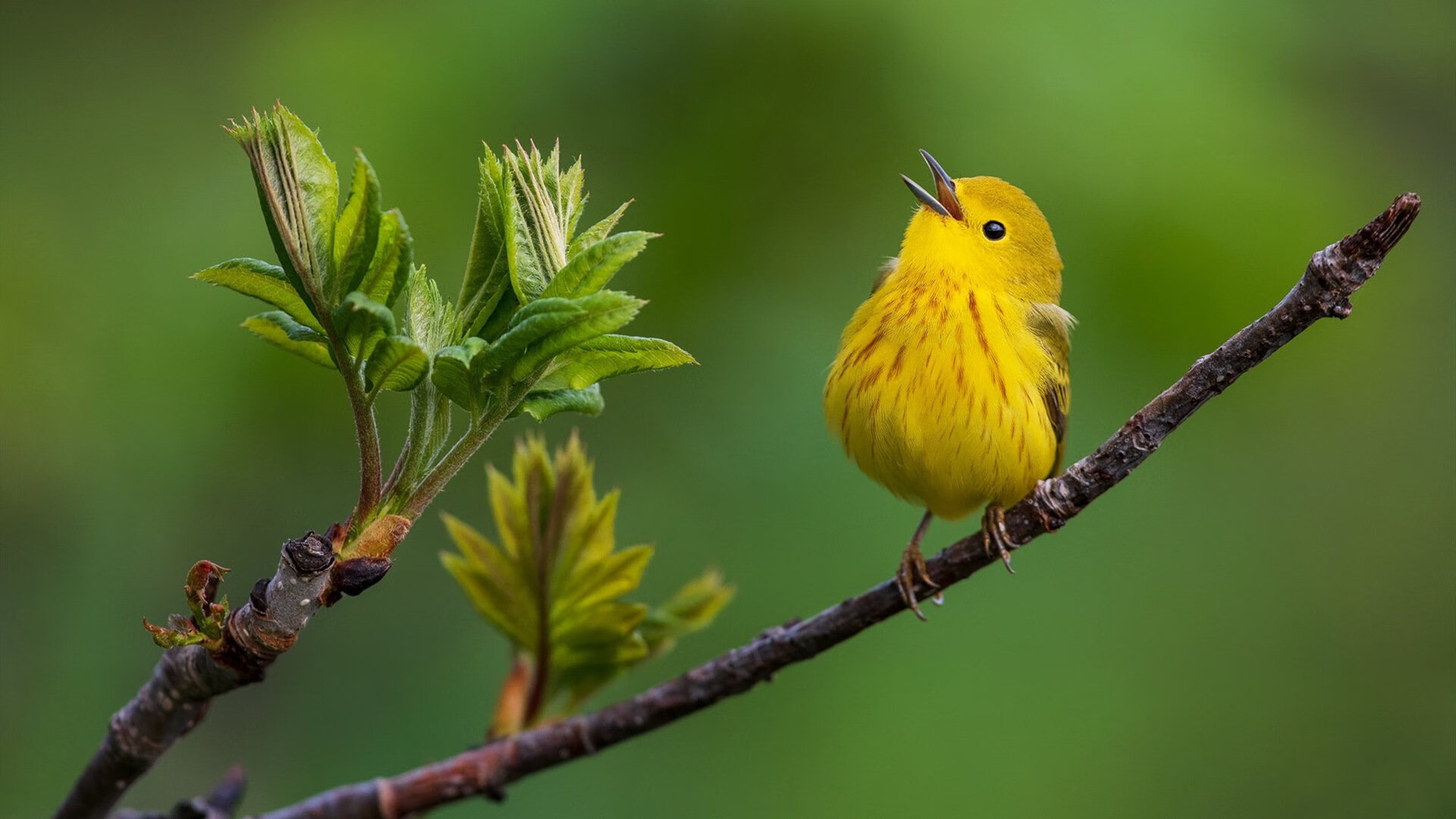 追逐梦想:年轻球员在欧冠舞台的成长轨迹,欧冠青年足球