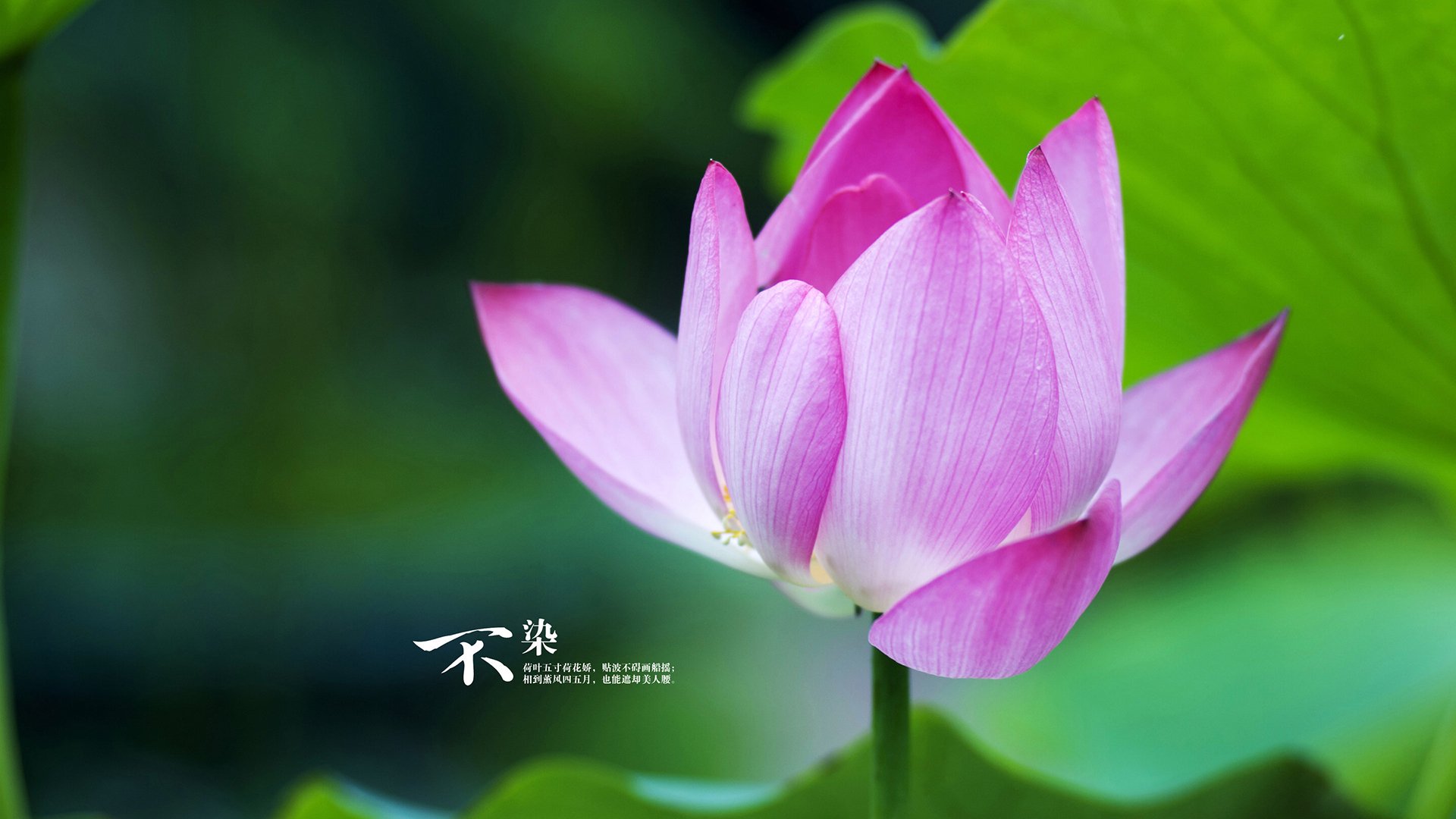 切尔西客战埃弗顿,球队实力有增无减,切尔西vs埃弗顿在线直播