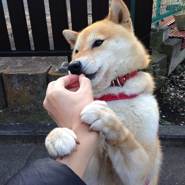 开云体育客户端-北美CS_GO战队签下欧洲狙击手，csgo北美第一突破手是谁