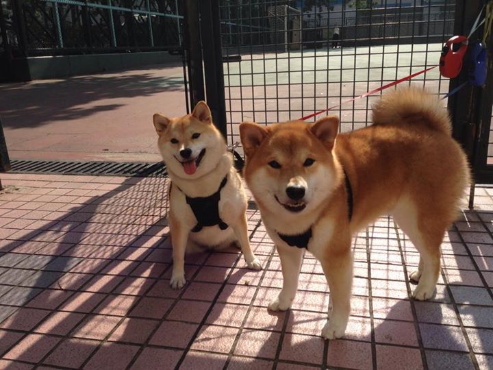南斯拉夫队在欧预赛比赛中遭遇阻碍,再战淘汰赛,南斯拉夫队篮球