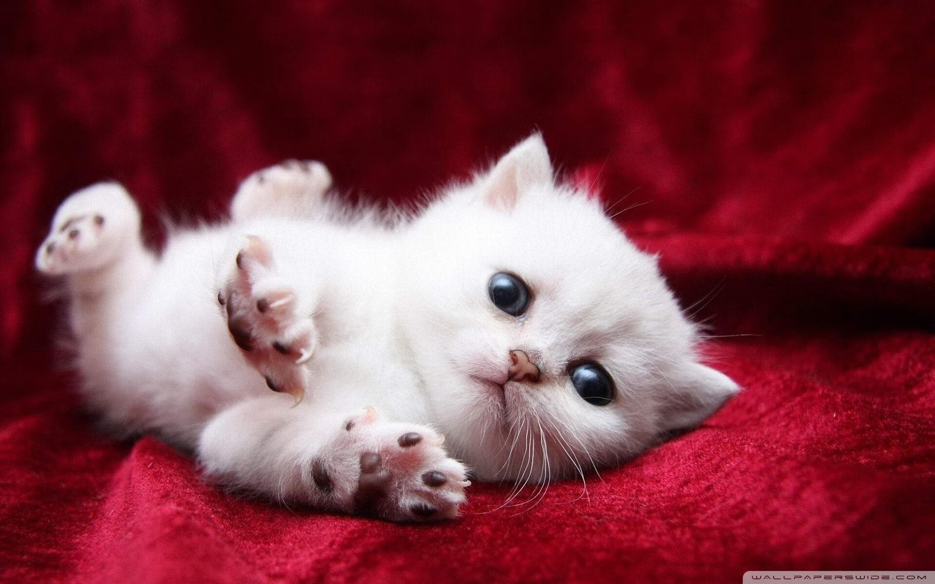 弗赖堡球队在客场比赛中大放异彩,弗赖堡主场球衣