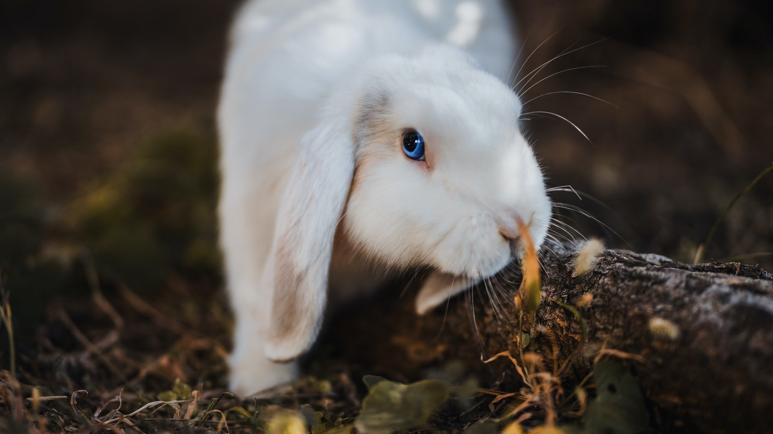 惊险一战:北京选手精湛技艺奏凯