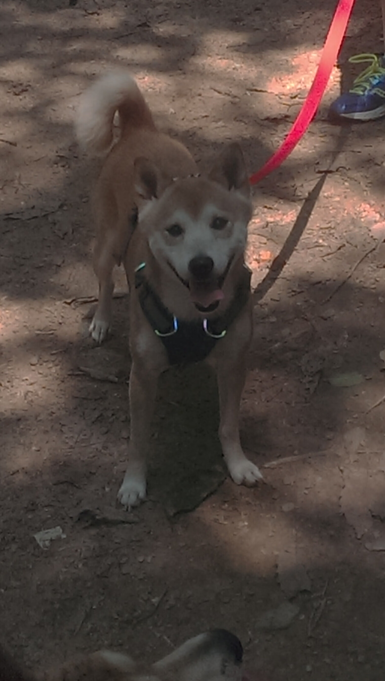 本土球员实力大爆发,助力球队赢得胜利!,本土球员英文