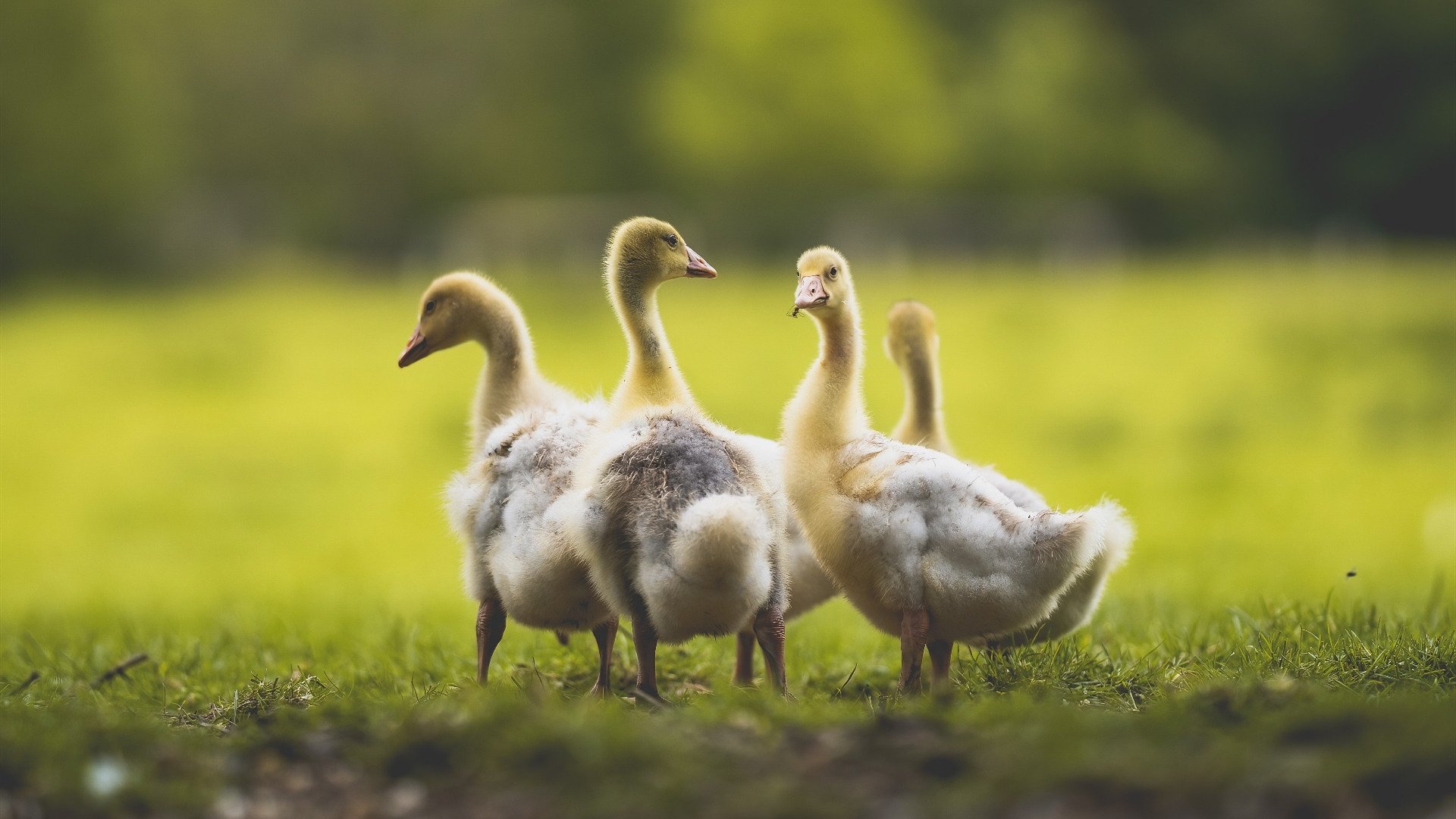 中国足球主场氛围与表现关系,国足主场设计