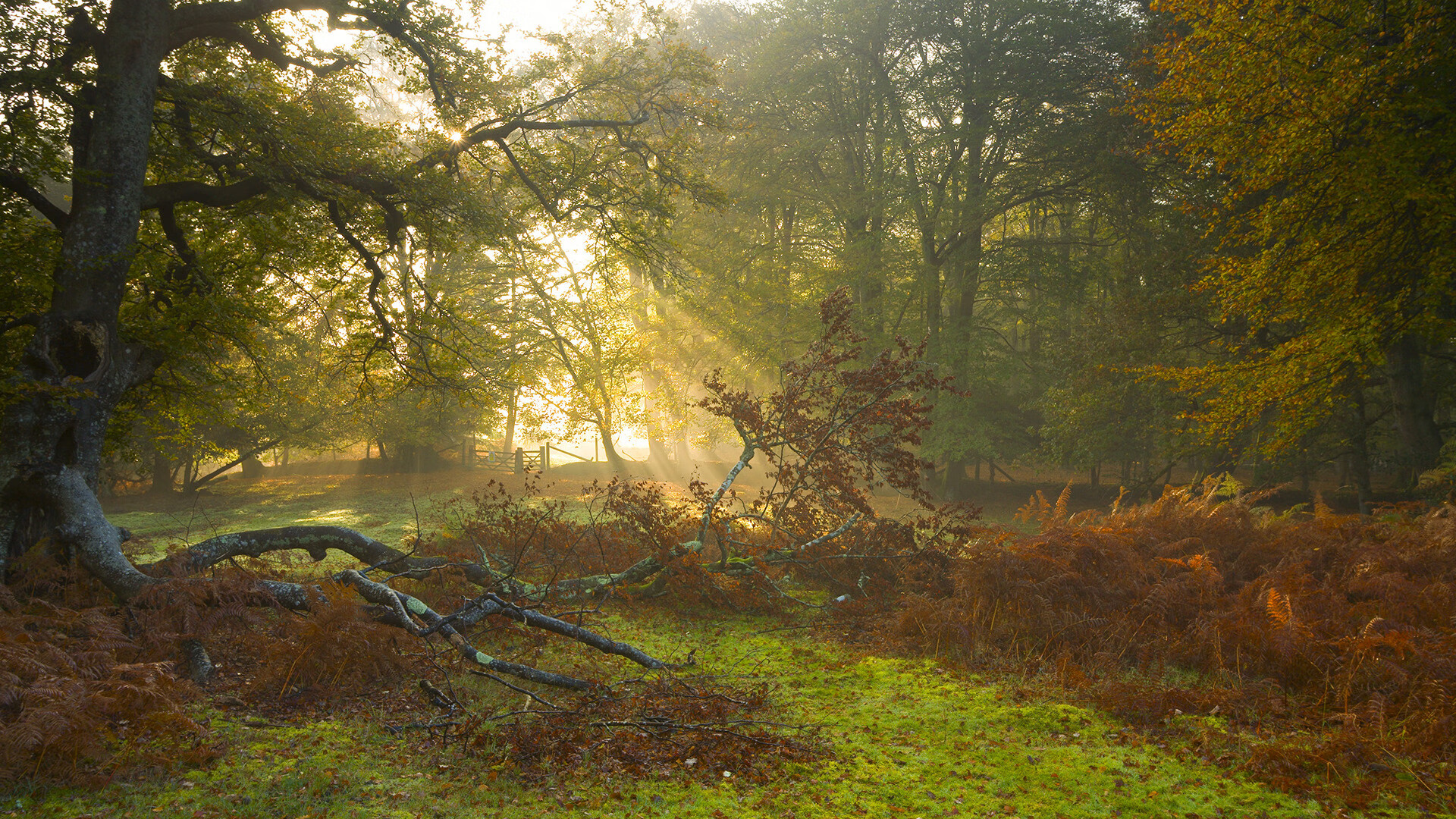 体育教学中个性化评价体系设计与应用,体育学科的个性化教育