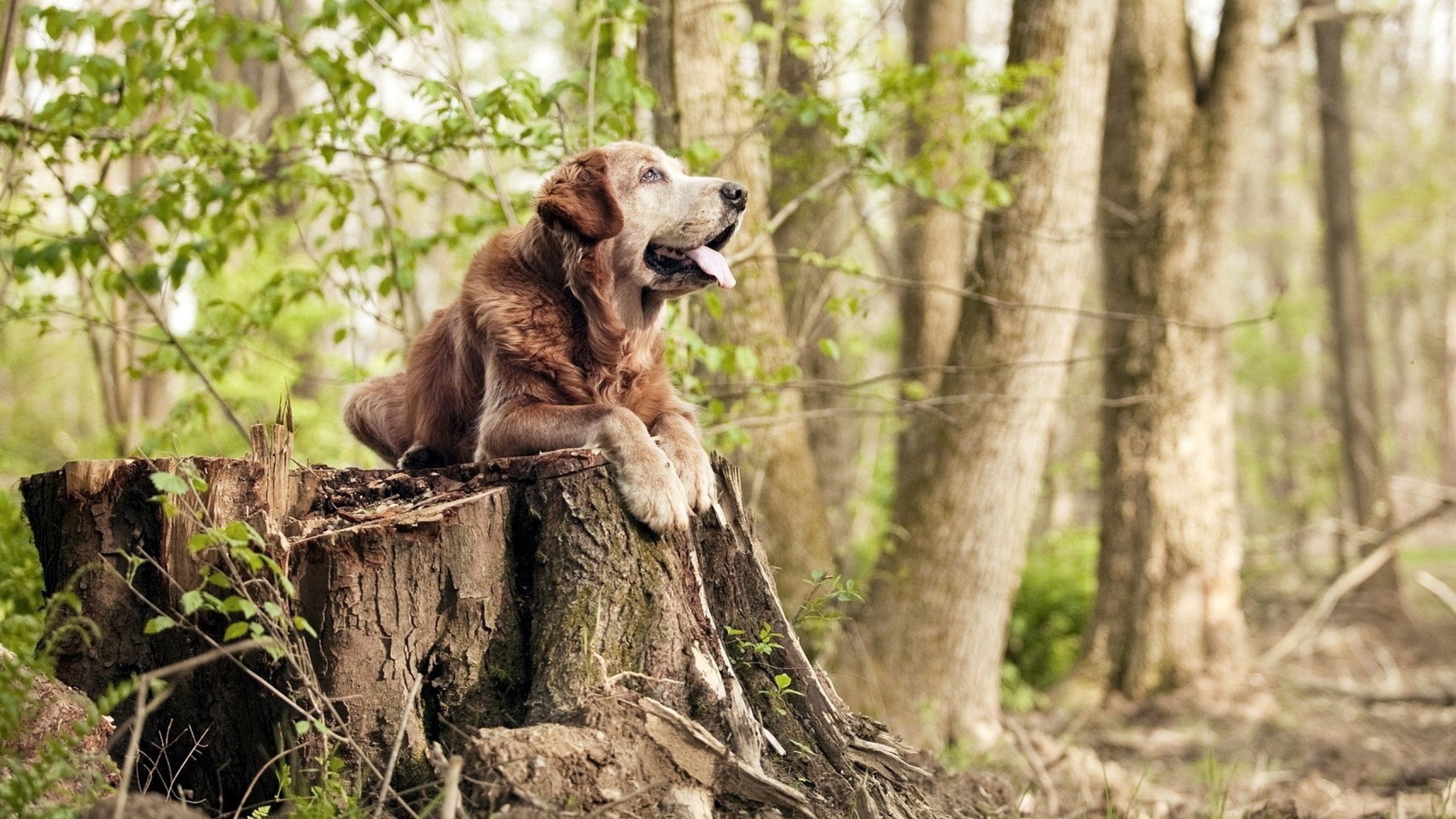 国足比赛红黄牌影响因素追踪,足球比赛红黄牌的作用