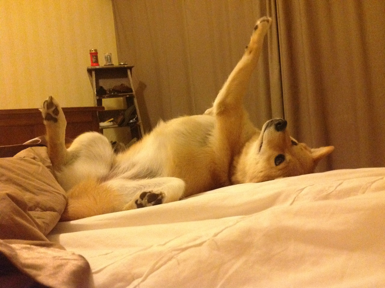 篮球专项体能训练周期化设计与训练效果评估,篮球项目的体能训练方法