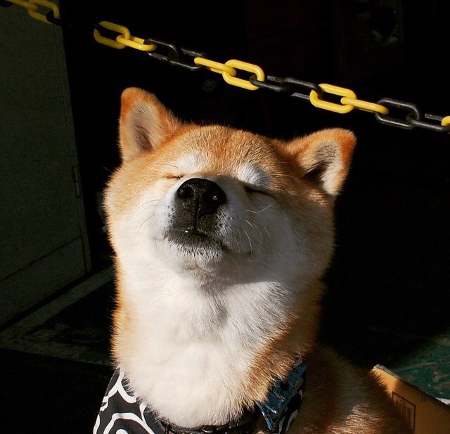 篮球运动员专项技能动作标准化培训体系构建与应用研究,篮球运动员基本技术