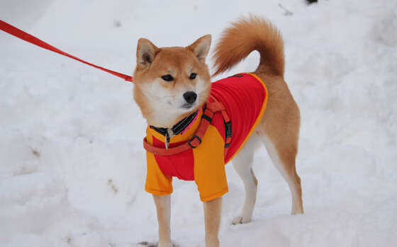 经典瞬间回放:足球史上最难忘的10场比赛,最难忘的足球比赛作文400字