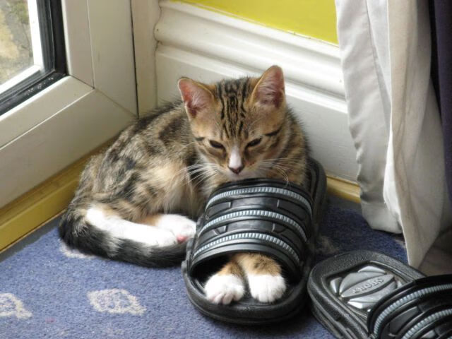 英超球队高强度比赛中恢复策略与运动表现关联研究,英超重启恐面临大变