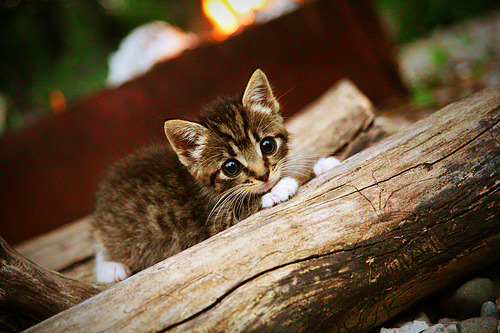 CBA球队投篮训练细化每个环节追求极致,篮球队投篮的训练方法