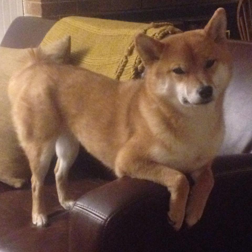 体育新闻中心启动体育内容版权保护法律服务体系,体育新闻杂志